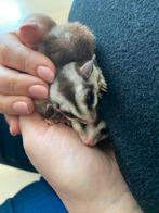 Sugar gliders, Dieren en Toebehoren, Vrouwelijk, Voor 1 juli 2024
