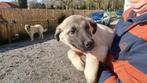 kongal puppy, Dieren en Toebehoren, Honden | Herdershonden en Veedrijvers, 8 tot 15 weken, Teef, Collie, Eén hond