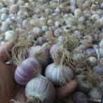 Knoflook Solos, Lydia, Tuin en Terras, Bloembollen en Zaden, Verzenden, Najaar, Volle zon, Bloembol