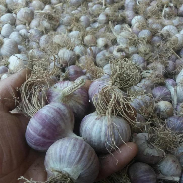 Knoflook Solos, Lydia, Tuin en Terras, Bloembollen en Zaden, Bloembol, Najaar, Volle zon, Verzenden