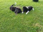Wetterhoun x friese stabij pups, Rabiës (hondsdolheid), 8 tot 15 weken, Meerdere, Meerdere dieren