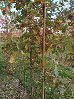 Zomereik 6-8cm, Volle zon, Bloeit niet, 250 tot 400 cm, Overige soorten