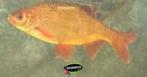 Goudrietvoorn - Goud Rietvoorn 10 / 12 cm - Koidreams, Dieren en Toebehoren, Vissen | Vijvervissen, Karper of Koi