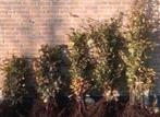 Fagus Sylvatica groene beukenhaag, Tuin en Terras, Planten | Tuinplanten, Ophalen of Verzenden, Bloeit niet, Volle zon