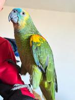 Amzone, Dieren en Toebehoren, Papegaai