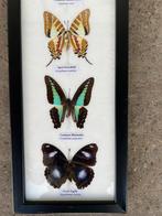 Opgezette vlinders in lijst, Ophalen of Verzenden, Zo goed als nieuw, Insect, Opgezet dier
