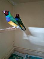 Gouldamadine roodkoppen, Dieren en Toebehoren, Vogels | Overige Vogels, Mannelijk