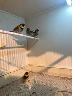 Cubavinken te koop, Dieren en Toebehoren, Vogels | Overige Vogels, Meerdere dieren, Tropenvogel