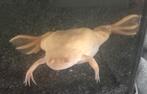 Albino klauwkikker gold., Dieren en Toebehoren, Vis