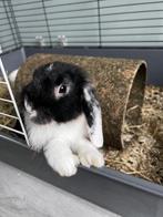 Lief hangoorkonijn, Dieren en Toebehoren, Konijnen, Vrouwelijk, Dwerg, Hangoor, 0 tot 2 jaar