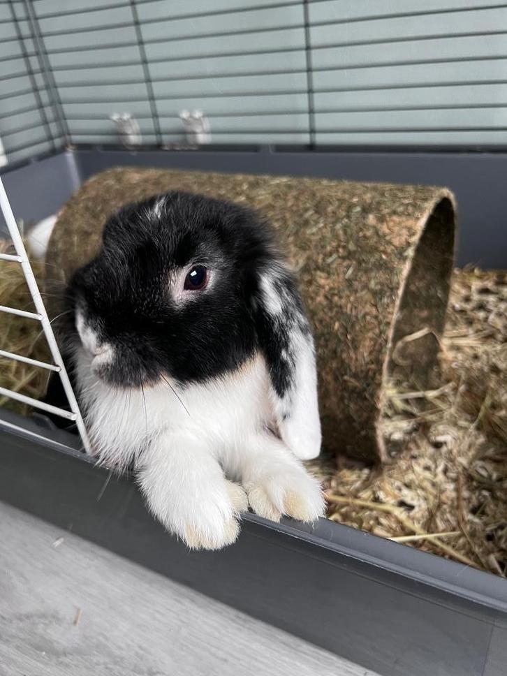 Lief hangoorkonijn, Dieren en Toebehoren, Konijnen, Dwerg, Vrouwelijk, 0 tot 2 jaar, Hangoor