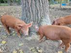 Tamworth biggen, Dieren en Toebehoren, Schapen, Geiten en Varkens, Mannelijk, Geit