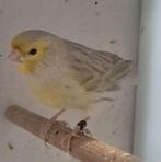 Kanarie isabel geel mozaiek, Mannelijk, Kleurkanarie