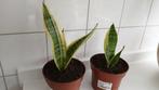 Sansieveria stekken, hele makkelijke plant., Ophalen, Halfschaduw, Minder dan 100 cm