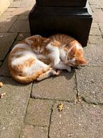 Mooie Kittens, Dieren en Toebehoren, Katten en Kittens | Overige Katten