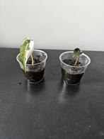 Alocasia bambino pink, Huis en Inrichting, Kamerplanten, Ophalen, Overige soorten, Minder dan 100 cm