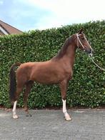 Tuigpaard KEUR merrie 6 jaar, Dieren en Toebehoren, Paarden, Merrie, 165 tot 170 cm, Tuigpaard, Gechipt