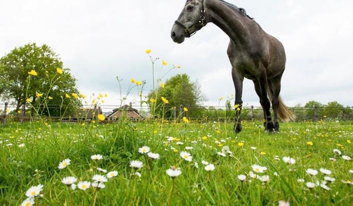 Gezocht: brave ruin/merrie, Dieren en Toebehoren, Paarden en Pony's | Overige Paardenspullen, Ophalen