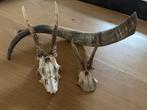 Brocante set 2x gewei en 1x hoorn, Ophalen, Nieuw