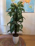 Tropische kunstplant - kunst plant Dieffenbachia kamerplant, Ophalen, 100 tot 150 cm, Overige soorten, Halfschaduw