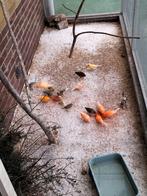 Kanaries te koop, Dieren en Toebehoren, Vogels | Kanaries, Meerdere dieren, Kleurkanarie