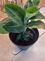 Bananenplant met stekjes - 20-30 cm hoog, Huis en Inrichting, Kamerplanten, Groene kamerplant, Ophalen, In pot, Minder dan 100 cm