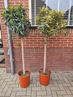 Oleander bont of groen op stam - 2 maten, Overige soorten, Volle zon, Ophalen, 100 tot 250 cm