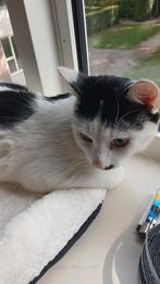 Lieve kater die graag buiten is. Gratis op te halen., Dieren en Toebehoren, 0 tot 2 jaar