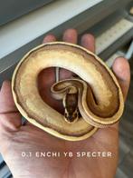 Ball python nakweek 2023, Dieren en Toebehoren, Reptielen en Amfibieën, Slang, 0 tot 2 jaar, Tam