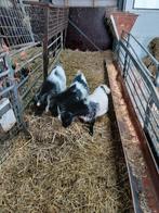 Hermelijn dwerg bokken., Mannelijk, Geit