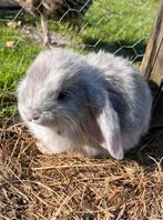 Franse hangoor konijntjes te koop, Dieren en Toebehoren, Konijnen, Meerdere dieren, Middelgroot, Hangoor, 0 tot 2 jaar