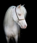 Raszuivere Falabella hengsten en merries diverse leeftijden, Dieren en Toebehoren, Meerdere dieren, A pony (tot 1.17m), Gechipt