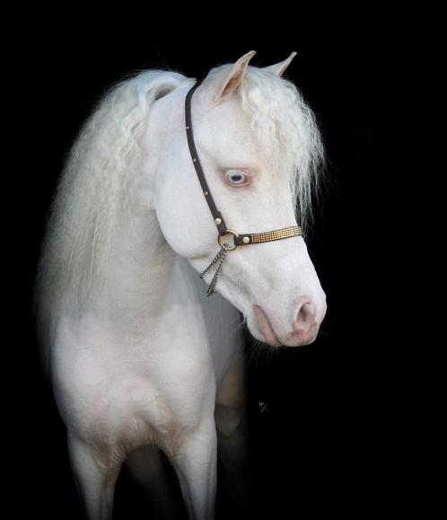 Raszuivere Falabella hengsten en merries diverse leeftijden, Dieren en Toebehoren, Pony's, Meerdere dieren, A pony (tot 1.17m)