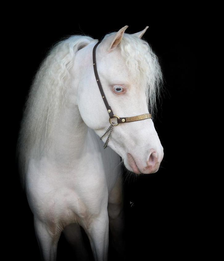 Raszuivere Falabella hengsten en merries diverse leeftijden, Dieren en Toebehoren, Pony's, Meerdere dieren, A pony (tot 1.17m)