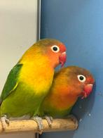 🦜 agapornis fischeri wildkleur 🦜, Dieren en Toebehoren, Meerdere dieren, Dwergpapegaai of Agapornis, Geringd