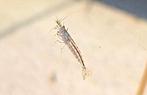 TE KOOP: AMANO GARNAAL (CARIDINA MULTIDENTATA), Dieren en Toebehoren, Vissen | Aquariumvissen, Kreeft, Krab of Garnaal, Zoetwatervis