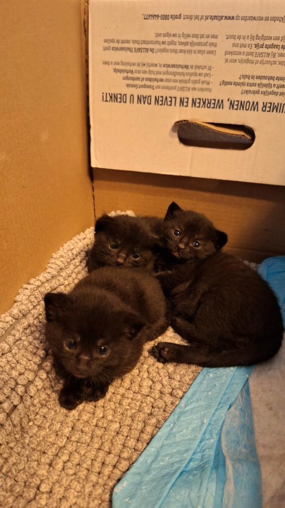 Kittens, Dieren en Toebehoren, Katten en Kittens | Raskatten | Korthaar, Meerdere dieren, 0 tot 2 jaar, Ontwormd