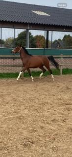 Te koop leuke 2.5  jarige D pony, Merrie, Gechipt, Dressuurpony, 0 tot 2 jaar