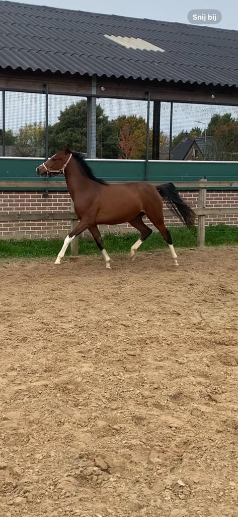 Te koop leuke 2.5  jarige D pony, Dieren en Toebehoren, Pony's, Merrie, Zadelmak, D pony (1.37m tot 1.48m), Dressuurpony, 0 tot 2 jaar