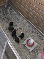 Roul rouls, Dieren en Toebehoren, Meerdere dieren, Geringd