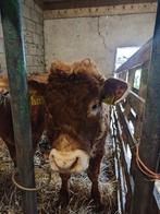 Limousin stier., Mannelijk, 0 tot 2 jaar