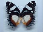 vlinder Hypolimnas Dexithea, Verzamelen, Dierenverzamelingen, Nieuw, Opgezet dier, Ophalen of Verzenden, Insect