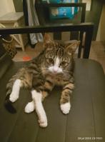 Super lief poesje, Dieren en Toebehoren, Katten en Kittens | Overige Katten, Poes, Kortharig, 0 tot 2 jaar