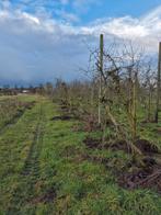 Oude appelbomen, Ophalen, Minder dan 100 cm, Overige soorten