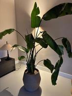 Strelicia kamerplant, Huis en Inrichting, Kamerplanten, Ophalen, Halfschaduw