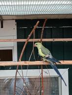 Koppel brr berg parkieten, Dieren en Toebehoren, Meerdere dieren, Parkiet