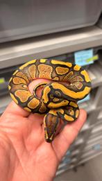 0.1 orange dream 100% het clown ball python, Slang, 0 tot 2 jaar