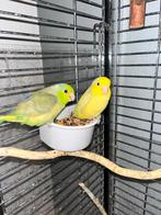 2 x forpus man handtam, Dieren en Toebehoren, Mannelijk, Dwergpapegaai of Agapornis, Tam