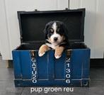 Mooie berner sennen pups, Dieren en Toebehoren, Overige rassen, CDV (hondenziekte), 8 tot 15 weken, Meerdere