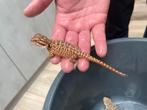 Jonge baardagamen, Dieren en Toebehoren, Reptielen en Amfibieën, Amfibie, 0 tot 2 jaar